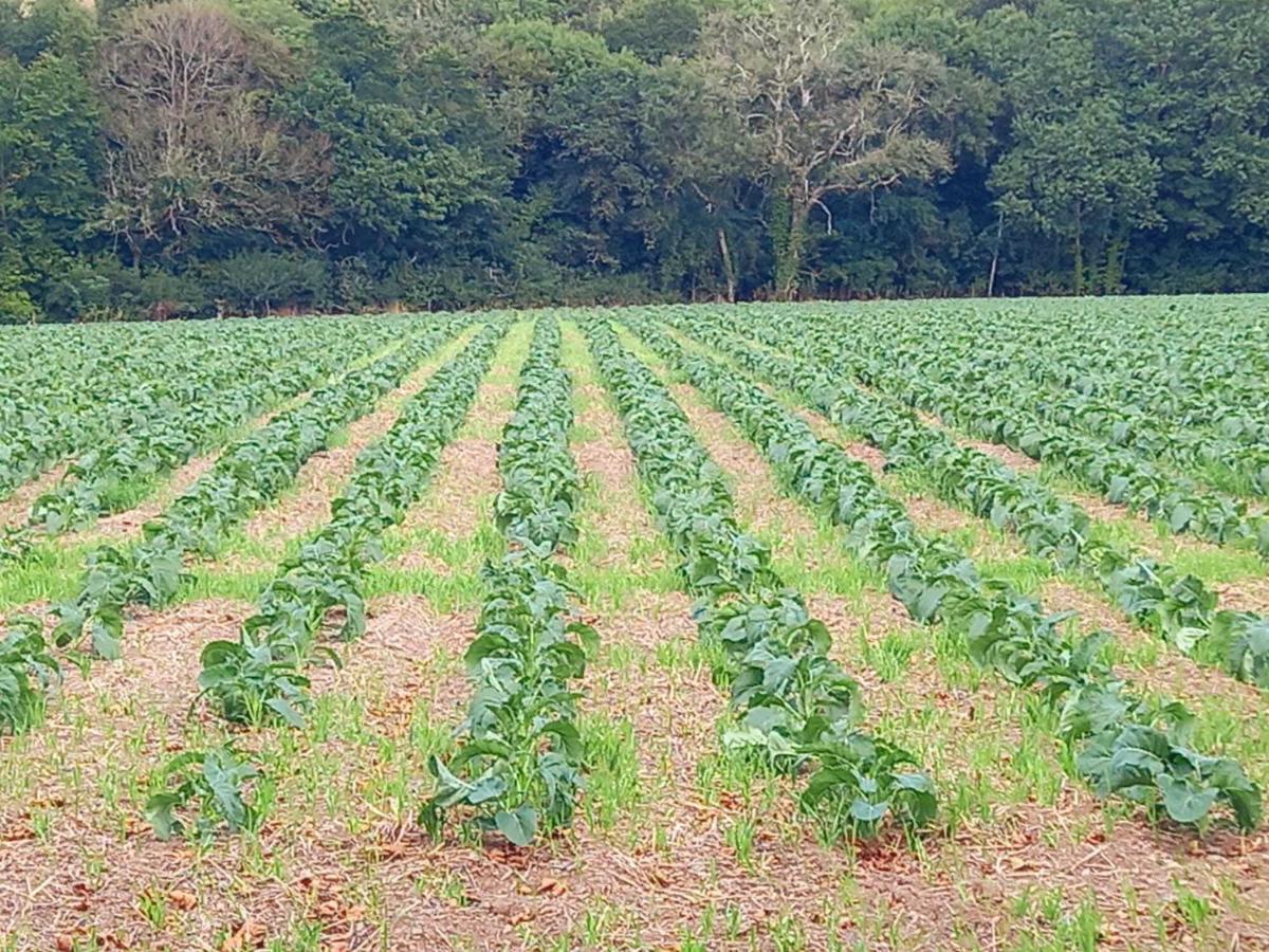 웨이드브리지 Field Hut 빌라 외부 사진